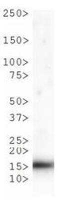 Western Blot: Histone H3 [p Thr6, Monomethyl Lys9] AntibodyBSA Free [NB21-1052]
